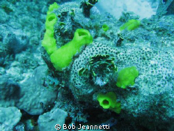 Tiny fire coral and tiny sponges by Bob Jeannetti 